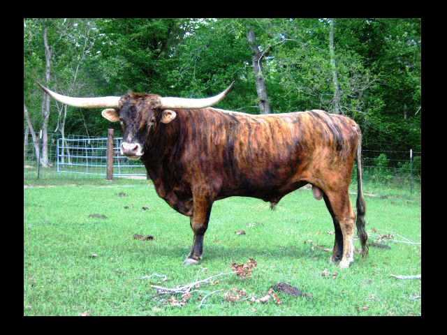 JH Joaquin, Longhorn Bull