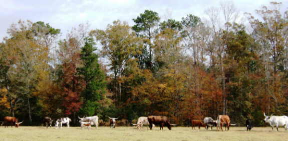 Proctor Ridge Ranch