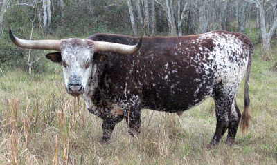 Mojo's Rocket, Longhorn Bull