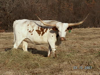 HL Miss Dixie Roan, Longhorn Cow