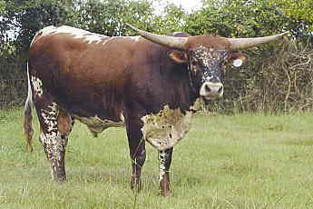 Cadillac Chex, Longhorn Bull