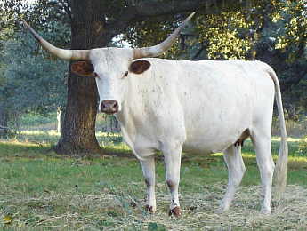 MF Iodine Class, Longhorn Cow