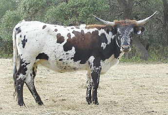My Starz KKL, Longhorn Cow