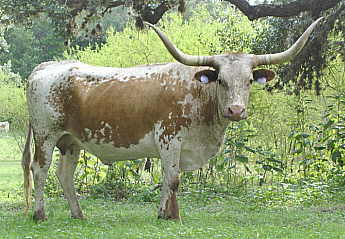 VJ Pilar, Longhorn Cow