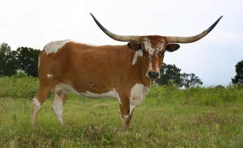 Cinnamon Star, Butler Longhorn Cow