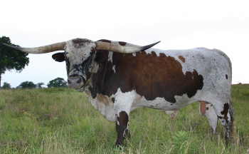 Wrangler Chex 535, Butler Longhorn Bull