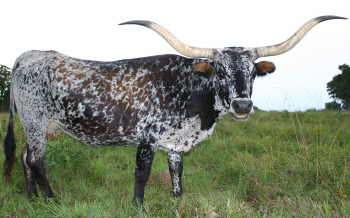 CP Isabell, Butler Longhorn Cow