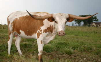 George W's Droopy Girl, Butler Longhorn Cow