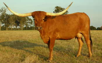 Sister Graves, Butler Longhorn Cow