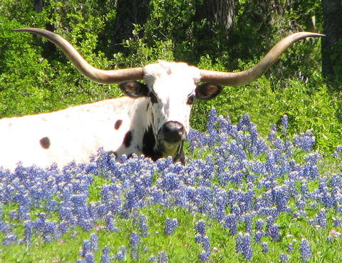 Texas Longhorn in the Bluebonnets