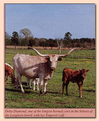 texas longhorn male