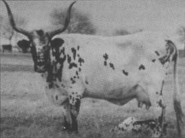 The King Ranch 124 cow displays telltale signs of the Butler influence on the Peeler bloodline.