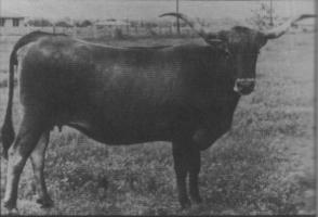 Aunt Jemima, a young Butler bred Texas Longhorn that wears the OT brand