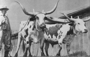 R.G. Partlow with his Longhorn oxen.