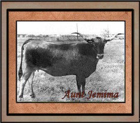 Aunt Jemima, Famous Longhorn Cow