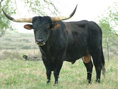 Pitch R3, Longhorn Bull